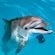 A dolphin with its head breaking through the surface of the water